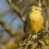Strnad obecny - Emberiza citrinella - Yellowhammer 1539